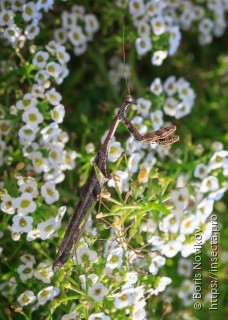 Stagmomantis carolina