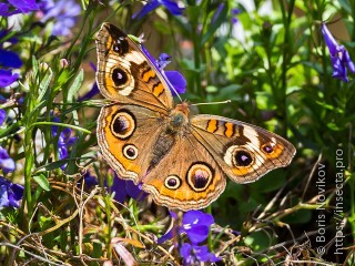 Junonia coenia