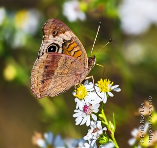 Junonia coenia