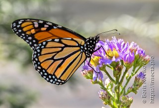 Danaus plexippus