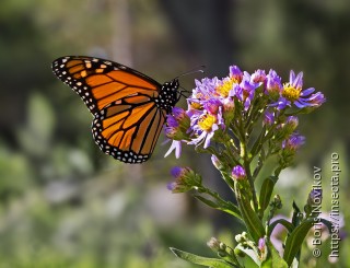 Danaus plexippus