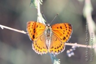 Lycaena thersamon