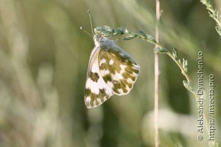 Pontia edusa