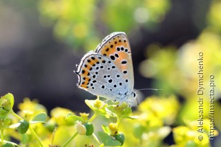 Lycaena thersamon