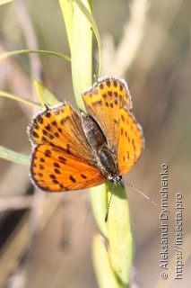 Lycaena thersamon