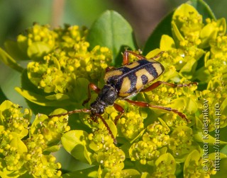 Brachyta variabilis