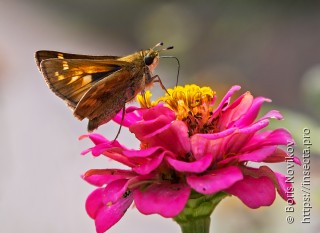 Atalopedes campestris