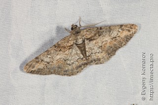 Cleora cinctaria