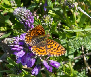 Boloria dia