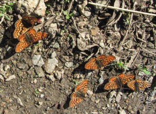 Euphydryas aurinia