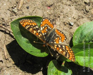 Euphydryas aurinia