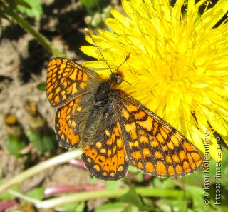 Euphydryas aurinia