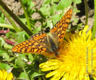 Euphydryas aurinia