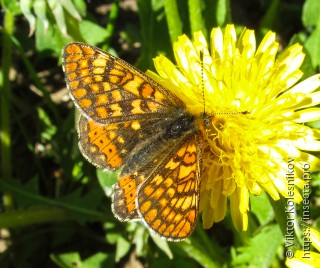 Euphydryas aurinia