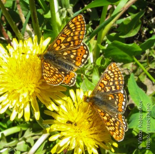 Euphydryas aurinia