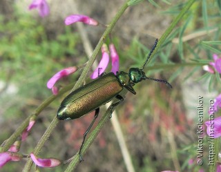 Lytta vesicatoria