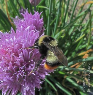 Bombus cullumanus