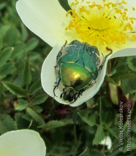 Cetonia aurata