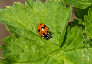 Coccinellidae