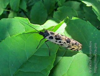 Semblis phalaenoides