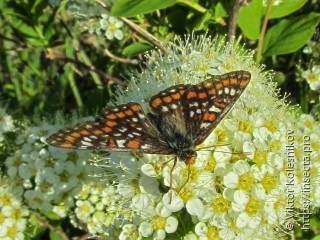 Euphydryas maturna