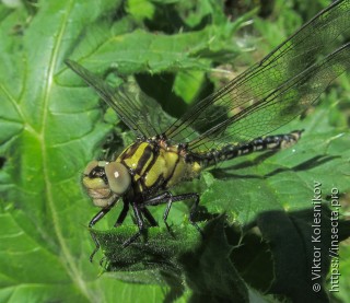 Nihonogomphus ruptus