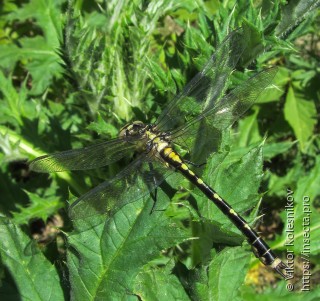 Nihonogomphus ruptus