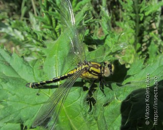 Nihonogomphus ruptus