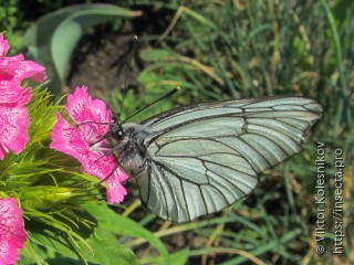 Aporia crataegi