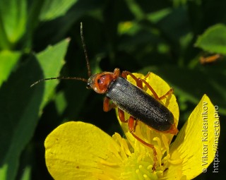 Cantharis annularis