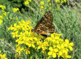 Melitaea