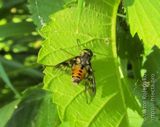 Chrysops relictus