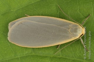 Eilema griseola