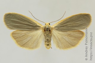 Eilema griseola