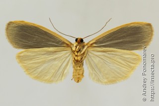 Eilema griseola