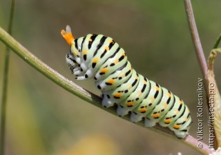 Papilio machaon