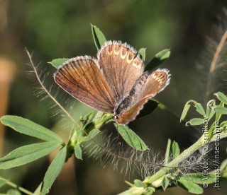 Polyommatus icarus