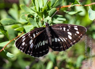 Neptis rivularis