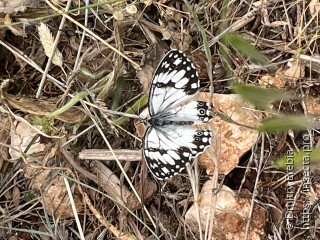 Melanargia titea wiskotti