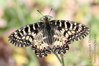 Zerynthia polyxena