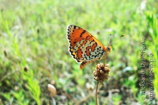 Melitaea didyma