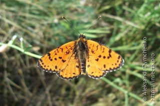 Melitaea didyma