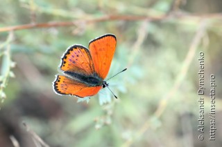 Lycaena thersamon