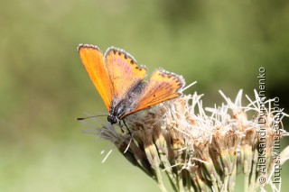 Lycaena thersamon