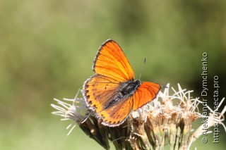 Lycaena thersamon