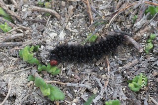 Melitaea cinxia