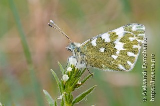 Pontia edusa