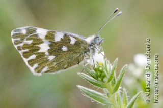 Pontia edusa