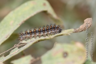 Melitaea phoebe