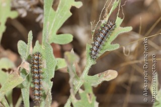 Melitaea phoebe